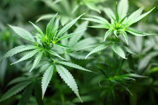 Cannabis Seedling Marijuana